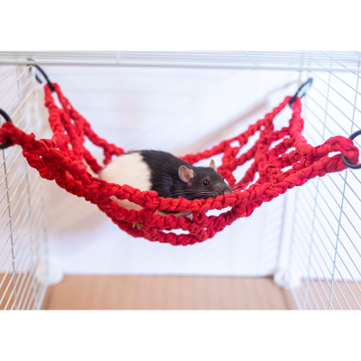 Rato preto e branco numa rede vermelha dentro de uma gaiola branca