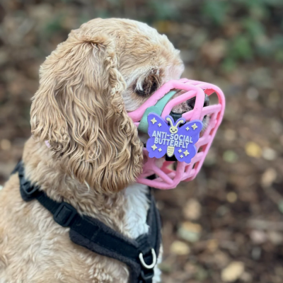 Cão castanho claro com focinheira rosa e etiqueta roxa ANTI-SOCIAL BUTTERFLY