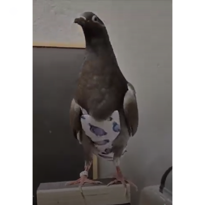 Pombo vestido com mini camisa branca com padrão azul em barra de madeira