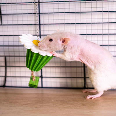 Rato branco junto a brinquedo pendurado em forma de flor dentro de jaula
