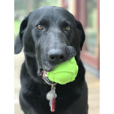 Cão preto a segurar bola verde de brincar