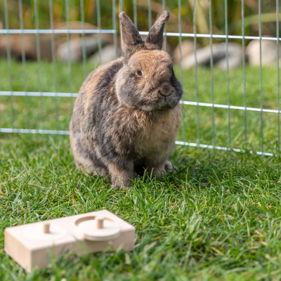 Coelho cinzento e castanho sentado na relva dentro de um recinto com brinquedo de madeira