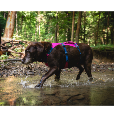 Cão castanho com arnês rosa e azul a caminhar em riacho na floresta