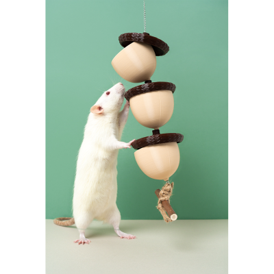 Rato branco interagindo com brinquedo pendurado com formas cônicas bege e bordas castanhas