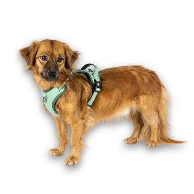 Cão castanho com peitoral verde água