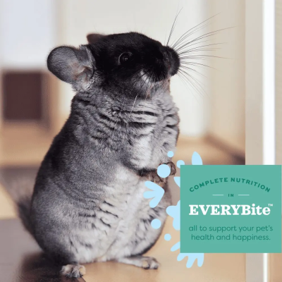 Chinchila cinza em pé com selo gráfico verde com texto em inglês