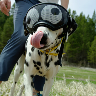 Cão dálmata com máscara preta divertida e coleira amarela em campo verde