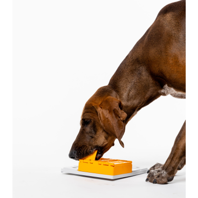 Cão castanho com brinquedo amarelo e branco