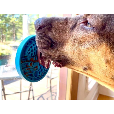 prato dispensador de comida azul com ventosa preso em janela com cão a comer