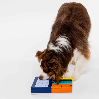 Cão castanho, branco e preto com brinquedo colorido em fundo branco