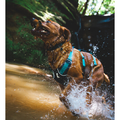 Cão castanho com arnês azul num ribeiro