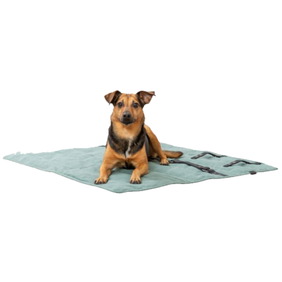 Cão deitado num tapete verde-acinzentado com detalhes pretos