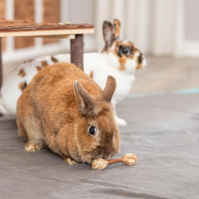 Dois coelhos, brinquedo de madeira e superfície cinzenta