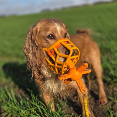 Cão com focinheira de plástico laranja na relva