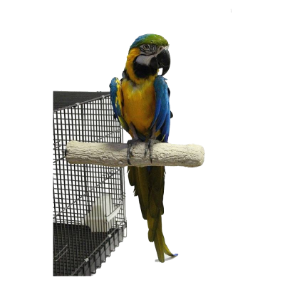 Arara colorida azul, amarela e verde numa vara branca junto a gaiola