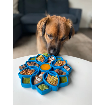 Placa azul para comida de cão em formato de flor com alimentos variados sobre mesa branca e cão castanho ao fundo