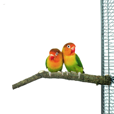 Dois pássaros coloridos pousados num ramo dentro de uma gaiola de metal