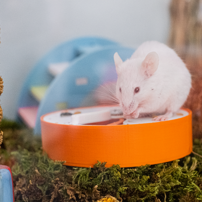 Rato branco em prato laranja sobre musgo verde com fundo desfocado