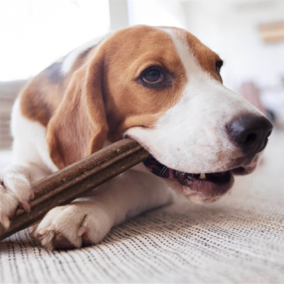 Cão Beagle a morder um osso escuro alongado