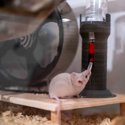 Rato branco a beber água num bebedouro numa gaiola