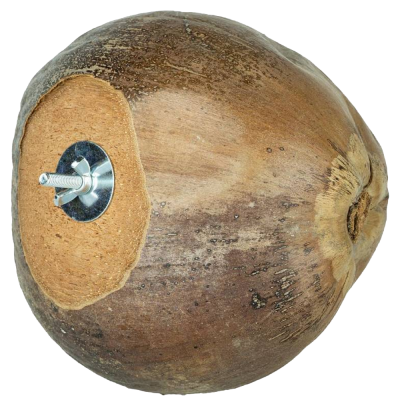 Fruta de coco seco com porca metálica