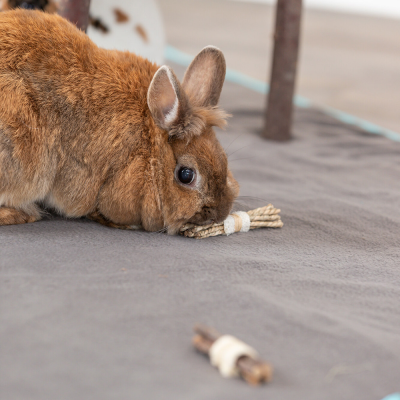 Coelho castanho com brinquedo para roer de corda e ramos