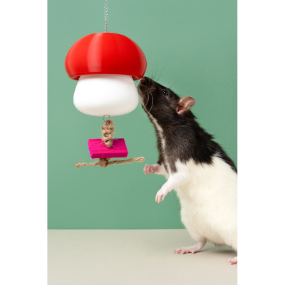 Rato a cheirar campânula vermelha e branca em forma de cogumelo com bloco rosa e corda, sobre fundo verde