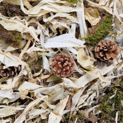Aparas de madeira claras, musgo verde e três pinhas castanhas rústicas