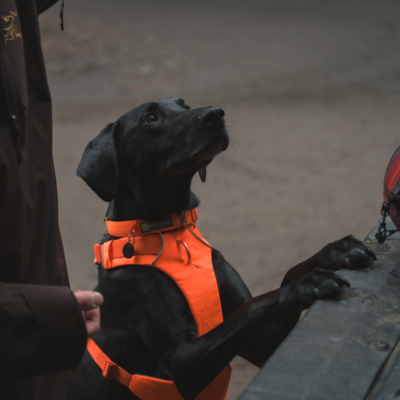 Cão preto com peitoral e coleira laranja RUFF WEAR ao lado de pessoa com casaco castanho