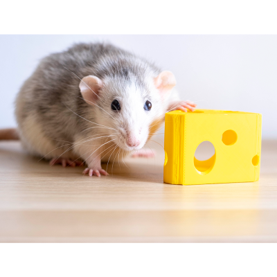 Rato cinza e branco ao lado de brinquedo amarelo tipo queijo
