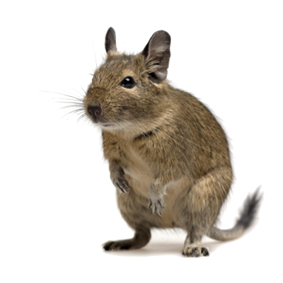 Pequeno roedor castanho e bege em fundo branco
