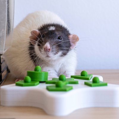 Rato perto de brinquedo interativo branco e verde