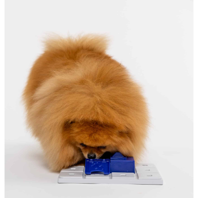 Cão Pomerânia castanho com tabuleiro de jogo branco e peças azuis