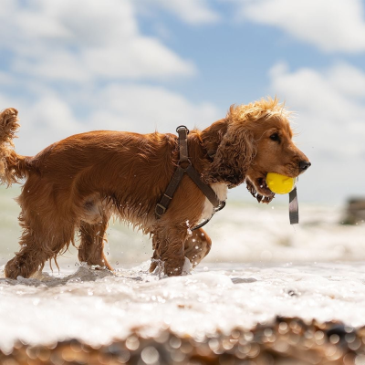 Cão castanho na água do mar com bola amarela na boca em praia sob céu azul