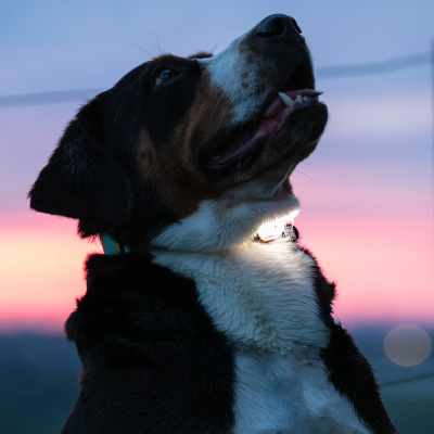 Cão com coleira azul e luz branca acesa ao pôr do sol