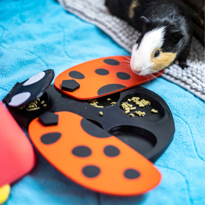 Porquinho-da-índia com brinquedo/comedouro em forma de joaninha vermelho com pontos pretos sobre manta azul