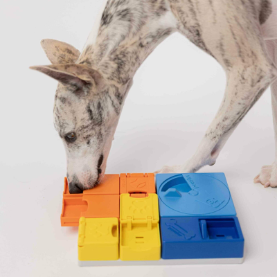 Cão brinca com brinquedo de inteligência para cães em plástico colorido