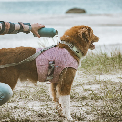 Cão com colete rosa e coleira cinza na praia