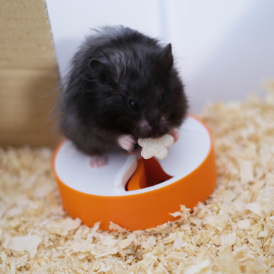 Hamster preto no comedouro laranja e branco com biscoito em cama de aparas
