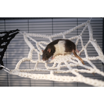 Rato preto e branco numa rede de corda branca dentro de gaiola