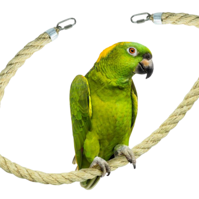 Corda bege com ganchos metálicos e arara verde posta