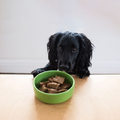 Cão preto a olhar para tigela verde com comida para cães numa mesa