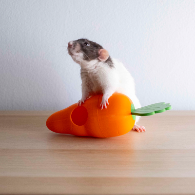 Rato branco e castanho a segurar objeto cenoura laranja com folha verde