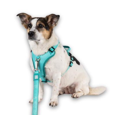 Cão com peitoral e trela turquesa sentado