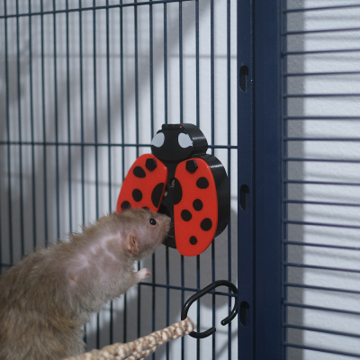 Rato dentro de gaiola azul com brinquedo em forma de joaninha vermelho e preto