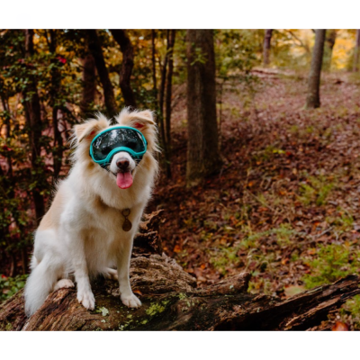 Cão branco e bege com óculos protectores azuis num bosque