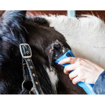 Pessoa a cortar o pelo de um cavalo preto e branco com um aparelho azul próximo ao olho.