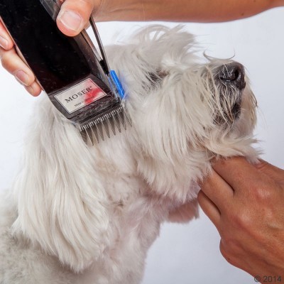 Máquina de cortar cabelo MOSER a aparar pelo de cão branco
