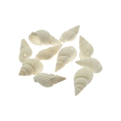 Conchas brancas naturais sobre fundo branco