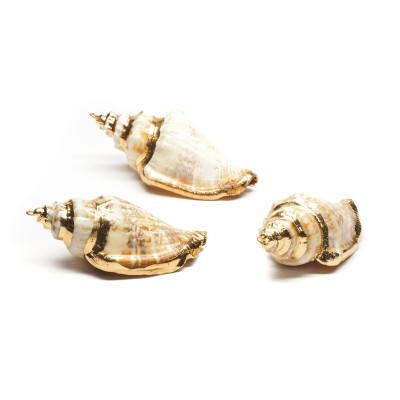 Três conchas marinhas decorativas com detalhes dourados sobre fundo branco